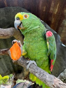 Hogar geriátrico Campestre en Fusagasuga, Cundinamarca